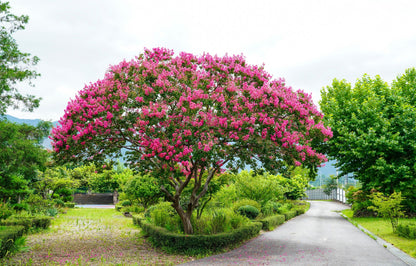 Dark Pink Crepe Myrtle (Lagerstroemia indica) Seeds – 35 ct