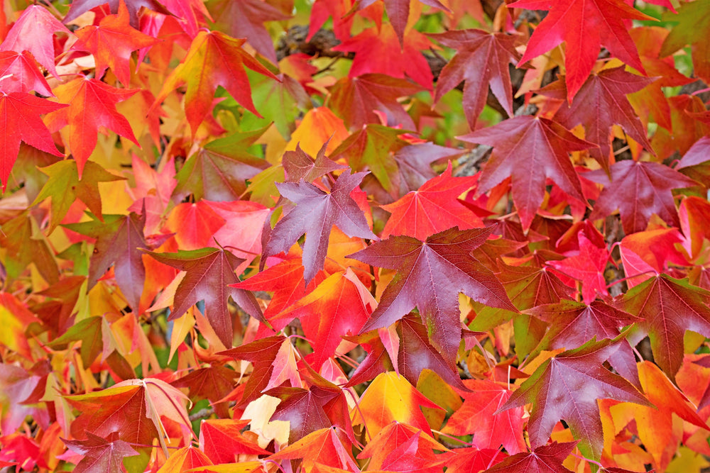 50 AMERICAN SWEETGUM Liquidambar Styraciflua Storax Alligator Sweet Gum Tree Seeds - Great Fall Color! Red Yellow Orange Purple