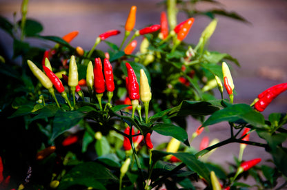 Tabasco Pepper (Capsicum frutescens) Seeds – 50 ct