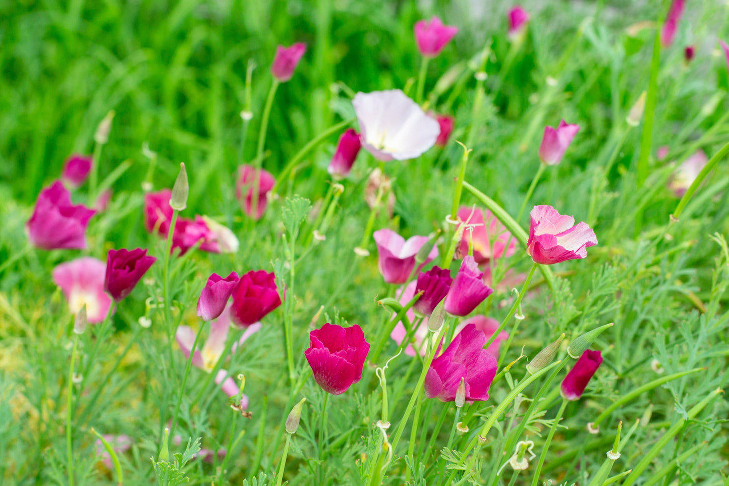 500 Carmine King California Poppy (Eschscholzia Californica) Seeds