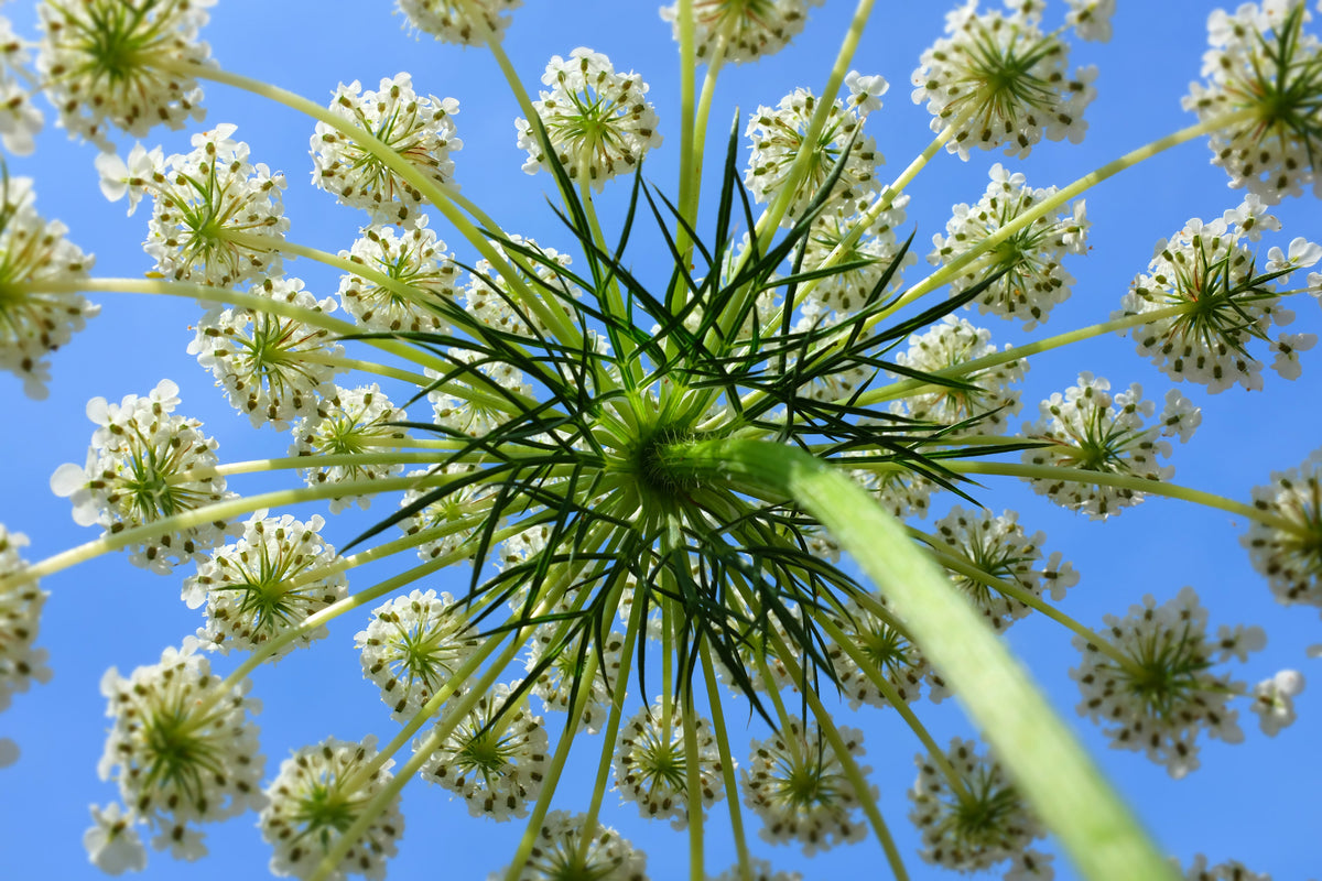 1500 Imperator 58 Carrot (Daucus Carota) Seeds