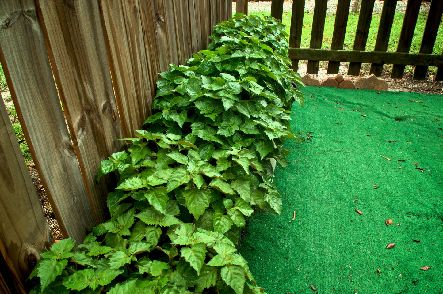 5 True Patchouli Shrub (Pogostemon Cablin) Seeds