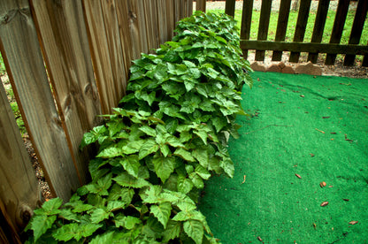 5 True Patchouli Shrub (Pogostemon Cablin) Seeds