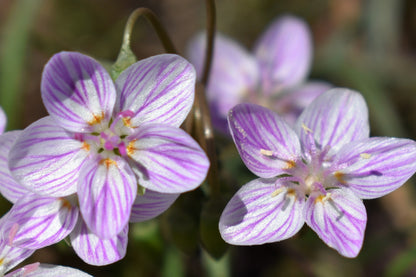 20 VIRGINIA SPRING BEAUTY Claytonia Virginica Eastern Fairy Pink Striped Native Grass Shade Flower Herb Seeds