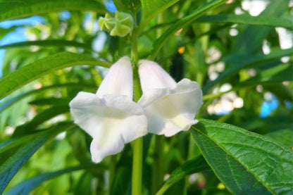 1500 Sesame Seed (Sesamum Indicum) Seeds