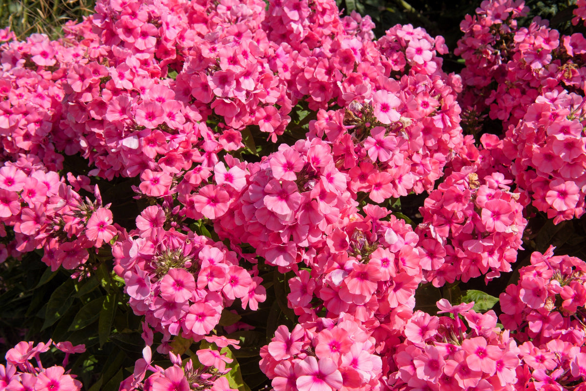 10 TALL GARDEN PHLOX Paniculata Mixed Colors 'New Hybrids Mix' Flower Seeds
