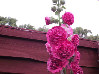50 SUMMER CARNIVAL HOLLYHOCK Double Mixed Colors Red Pink White Yellow Peach Alcea Rosea Flower Seeds