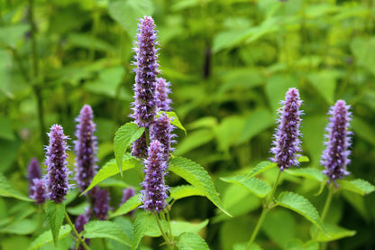 Anise Hyssop (Agastache foeniculum) Seeds – 500 ct