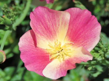 500 Carmine King California Poppy (Eschscholzia Californica) Seeds
