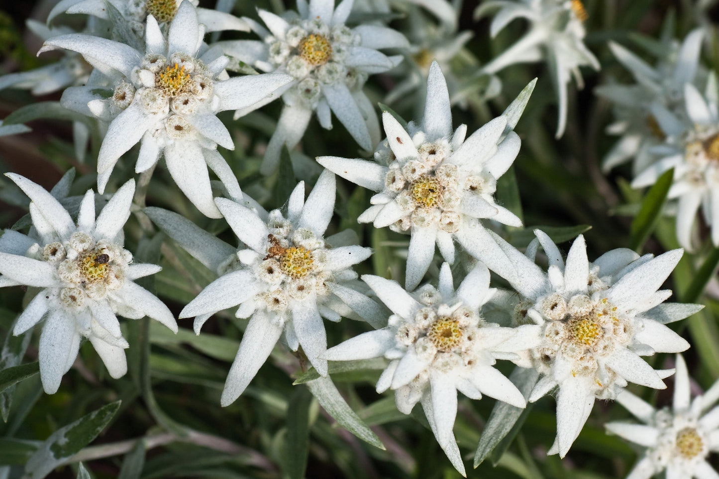 50 Edelweiss (Leontopodium Alpinum) Seeds