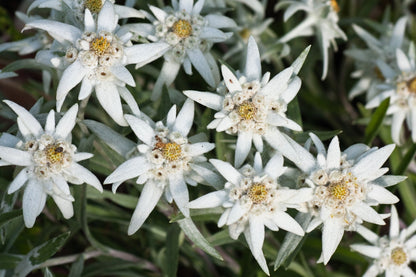 50 Edelweiss (Leontopodium Alpinum) Seeds