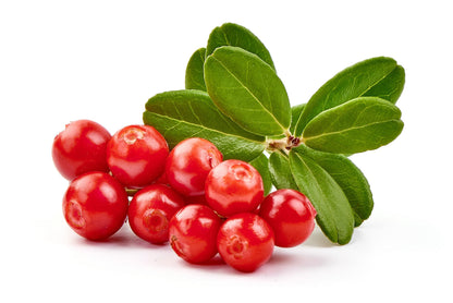 Lingonberry (Vaccinium vitis-idaea) Seeds – 50 ct