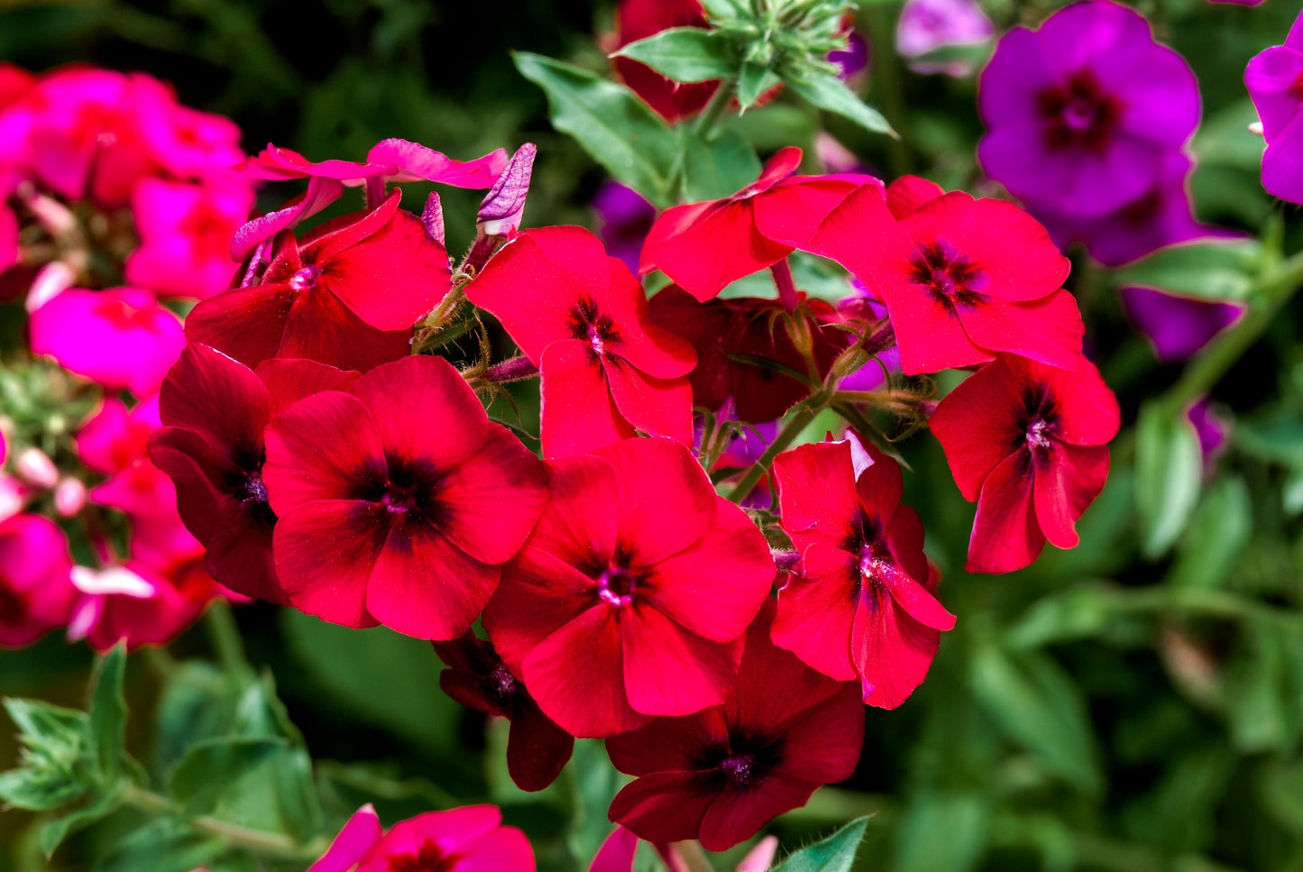 800 Red Drummond Phlox (Phlox Drummondii) Seeds