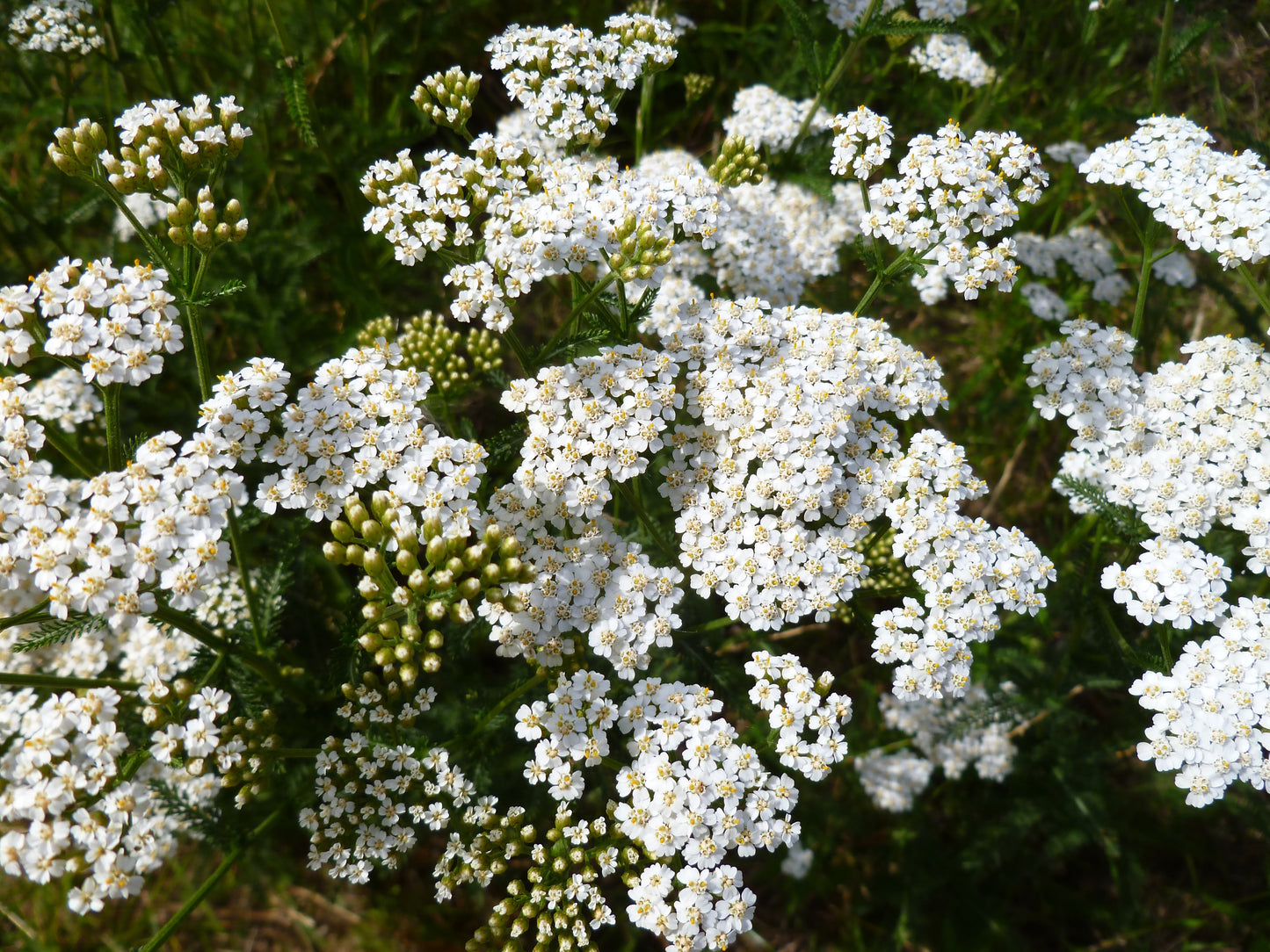 1000 White Yarrow (Achillea Millefolium) Seeds