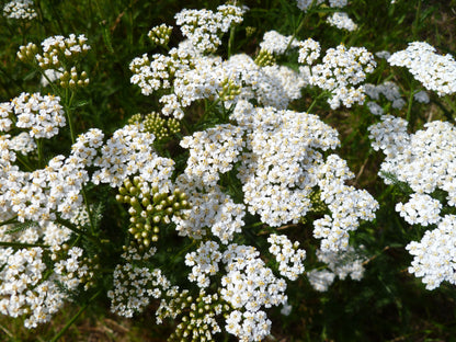 1000 White Yarrow (Achillea Millefolium) Seeds