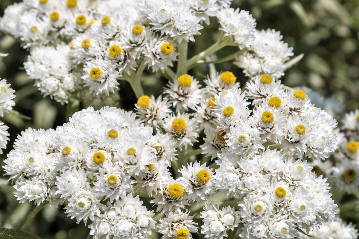 Pearly Everlasting (Anaphalis margaritacea) Seeds – 100 ct