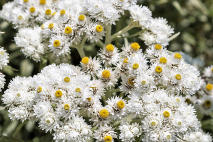 Pearly Everlasting (Anaphalis margaritacea) Seeds – 100 ct