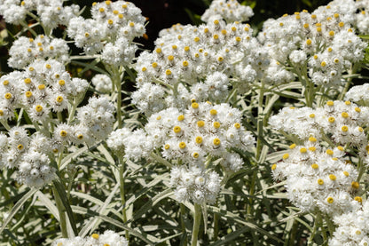 Pearly Everlasting (Anaphalis margaritacea) Seeds – 100 ct