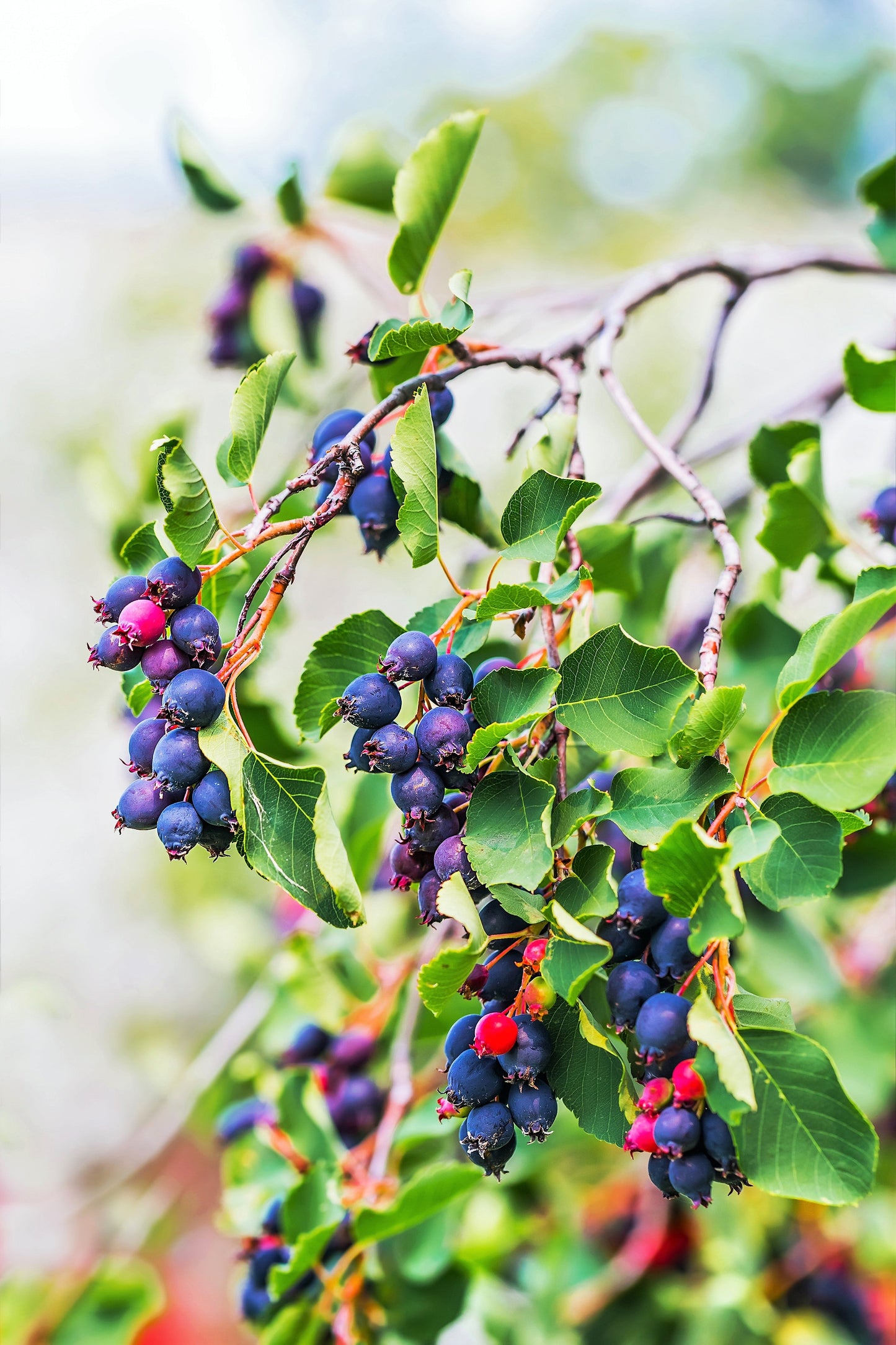 20 Saskatoon Serviceberry (Amelanchier Alnifolia) Seeds
