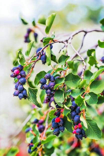 20 Saskatoon Serviceberry (Amelanchier Alnifolia) Seeds
