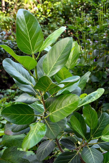 Banyan Fig (Ficus benghalensis) Seeds – 50 ct