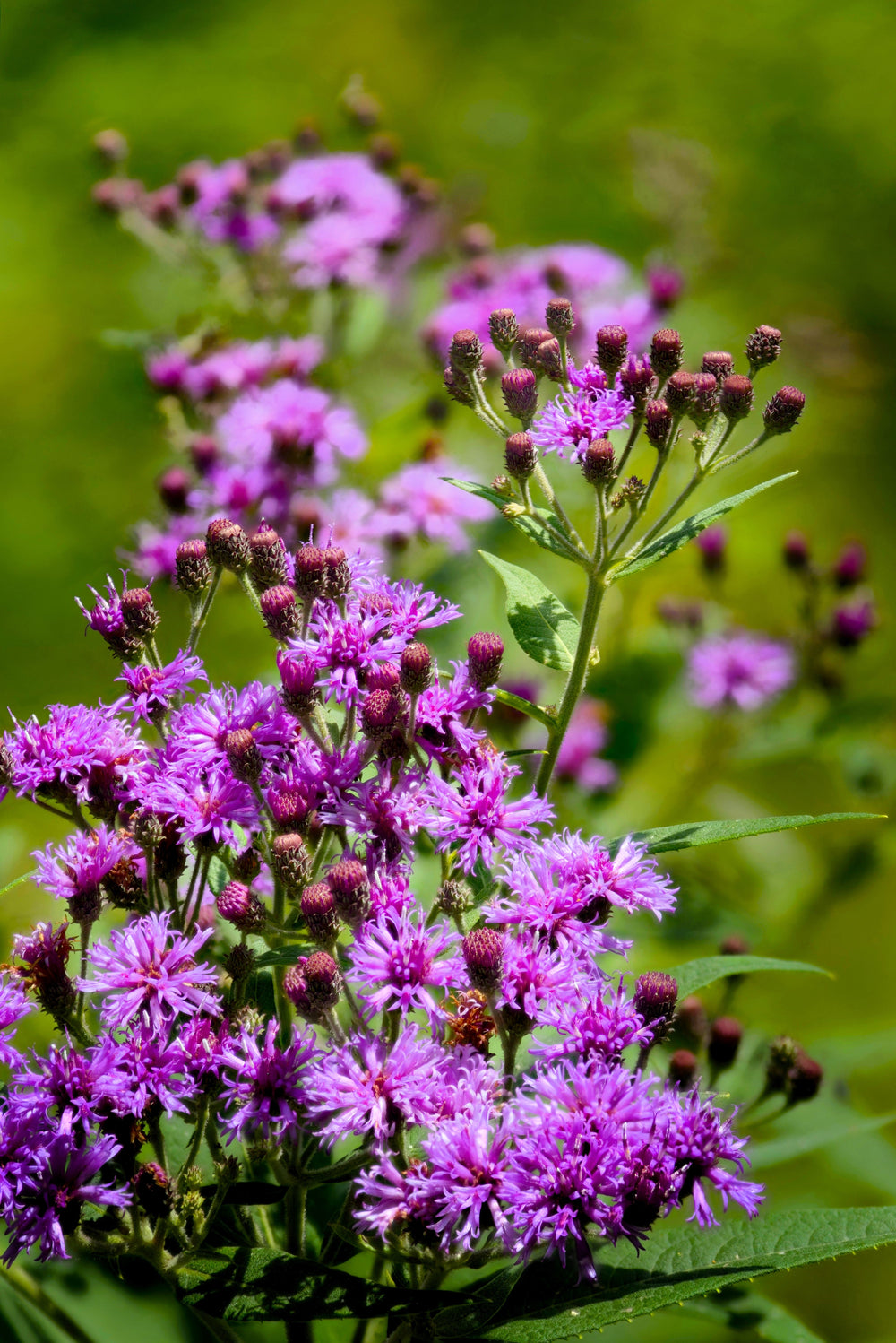 250 Common Ironweed (Vernonia Fasciculata) Seeds