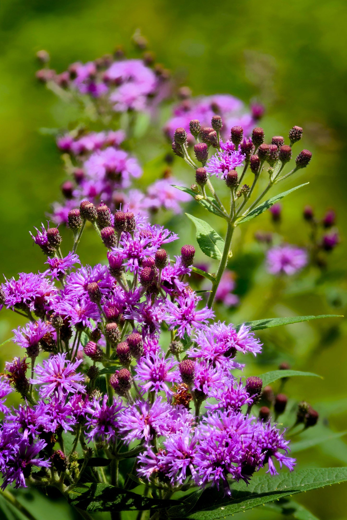 250 Common Ironweed (Vernonia Fasciculata) Seeds