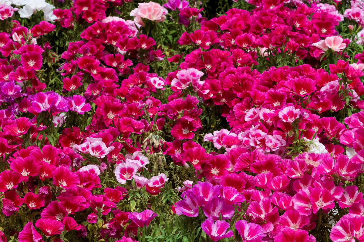 500 Pink FAREWELL TO SPRING Clarkia Elegans Godetia Flower Seeds