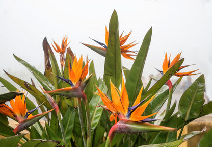 Bird of Paradise (Strelitzia reginae) Seeds – 5 ct