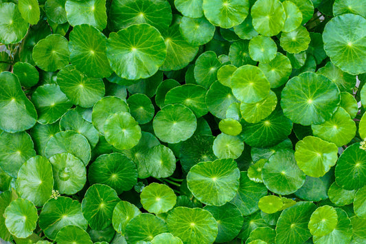 Gotu Kola (Centella asiatica) Seeds – 50 ct