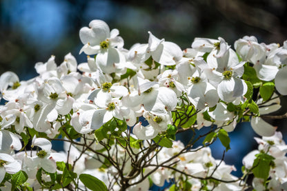 10 White Flowering Dogwood (Cornus Florida) Seeds
