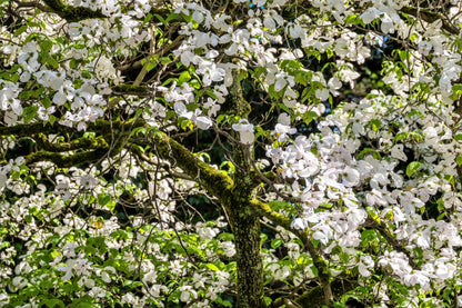 10 White Flowering Dogwood (Cornus Florida) Seeds