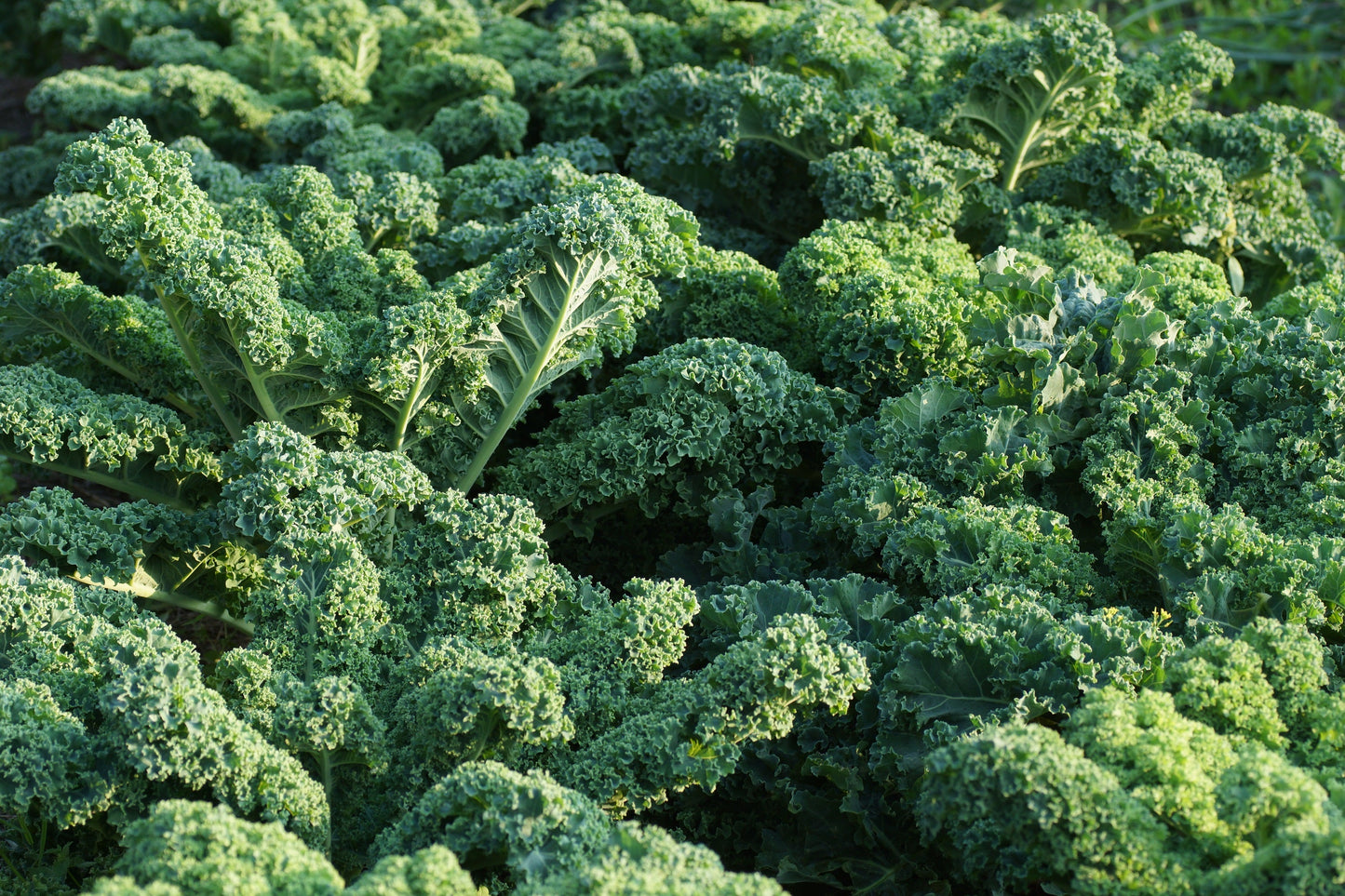 2500 Vates Blue Curled Kale (Brassica Oleracea) Seeds