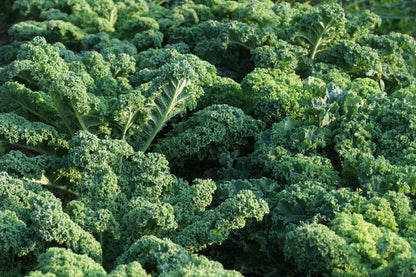 2500 Vates Blue Curled Kale (Brassica Oleracea) Seeds