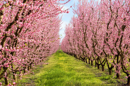 3 Nemaguard PeachTree (Prunus Persica) Seeds