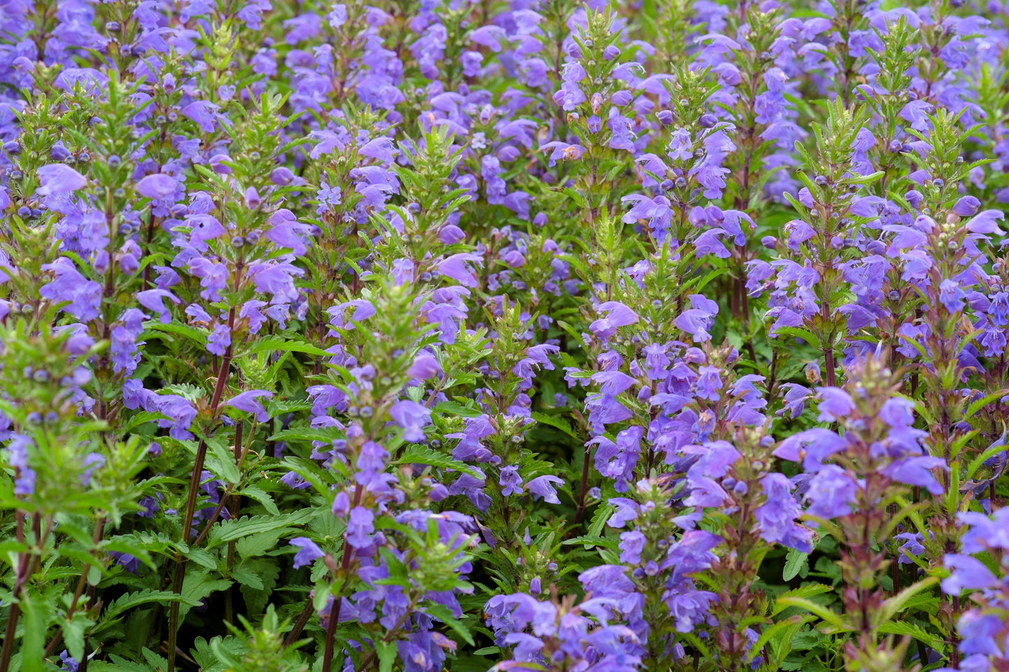 50 Purple False Dragon Head (Obedient Plant; Dracocephalum Moldavica) Seeds