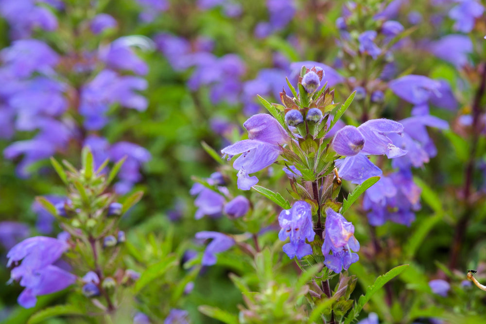 50 Purple False Dragon Head (Obedient Plant; Dracocephalum Moldavica) Seeds