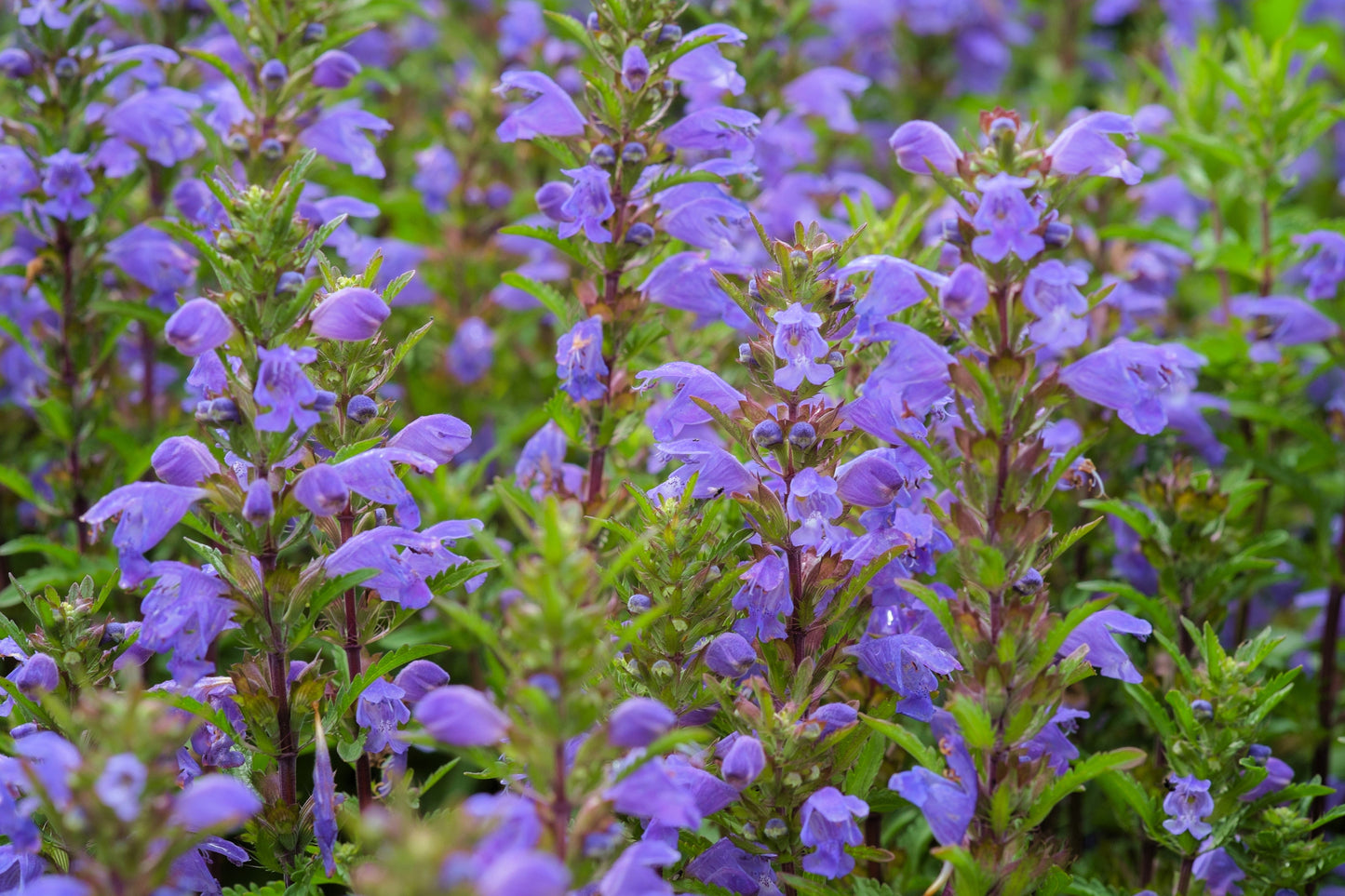 50 Purple False Dragon Head (Obedient Plant; Dracocephalum Moldavica) Seeds