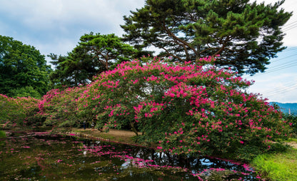Dark Pink Crepe Myrtle (Lagerstroemia indica) Seeds – 35 ct