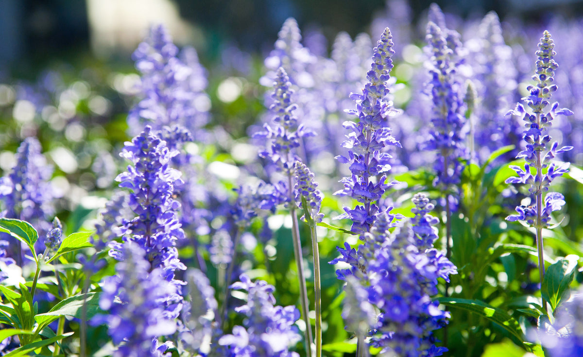 1000 True Blue Hyssop (Hyssopus Officinalis; Thymus Hyssopus) Seeds
