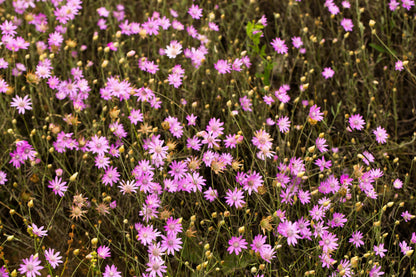 300 Immortelle (Xeranthemum) Seeds