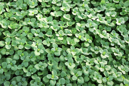 Organic Chickweed (Stellaria media) Seeds – 50 ct