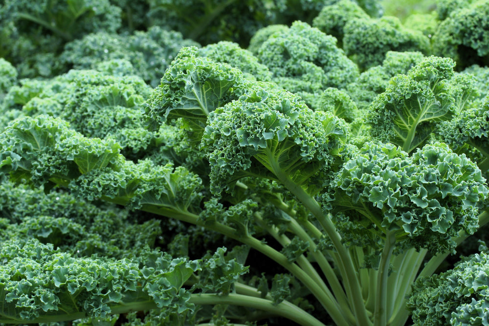 2500 Vates Blue Curled Kale (Brassica Oleracea) Seeds