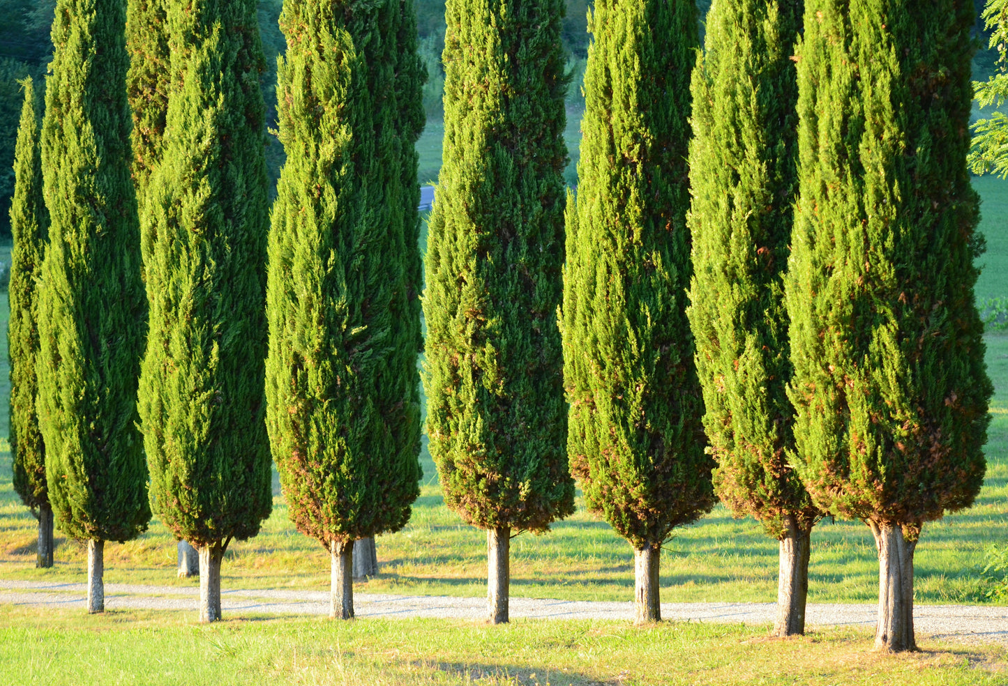20 Mediterranean Cypress (Cupressus Sempervirens Stricta) Seeds