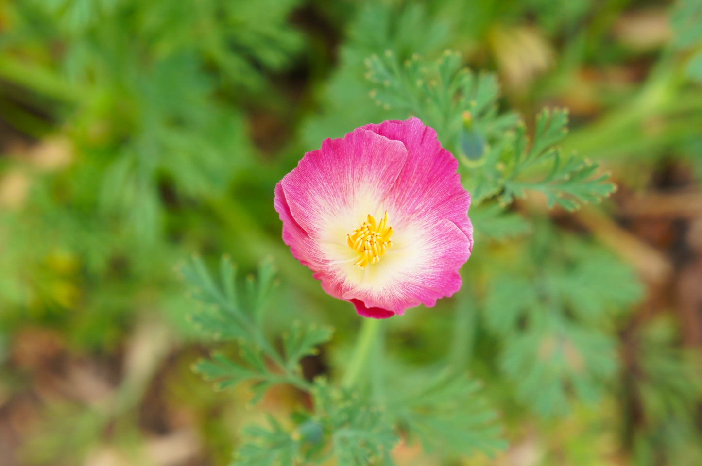 500 Carmine King California Poppy (Eschscholzia Californica) Seeds