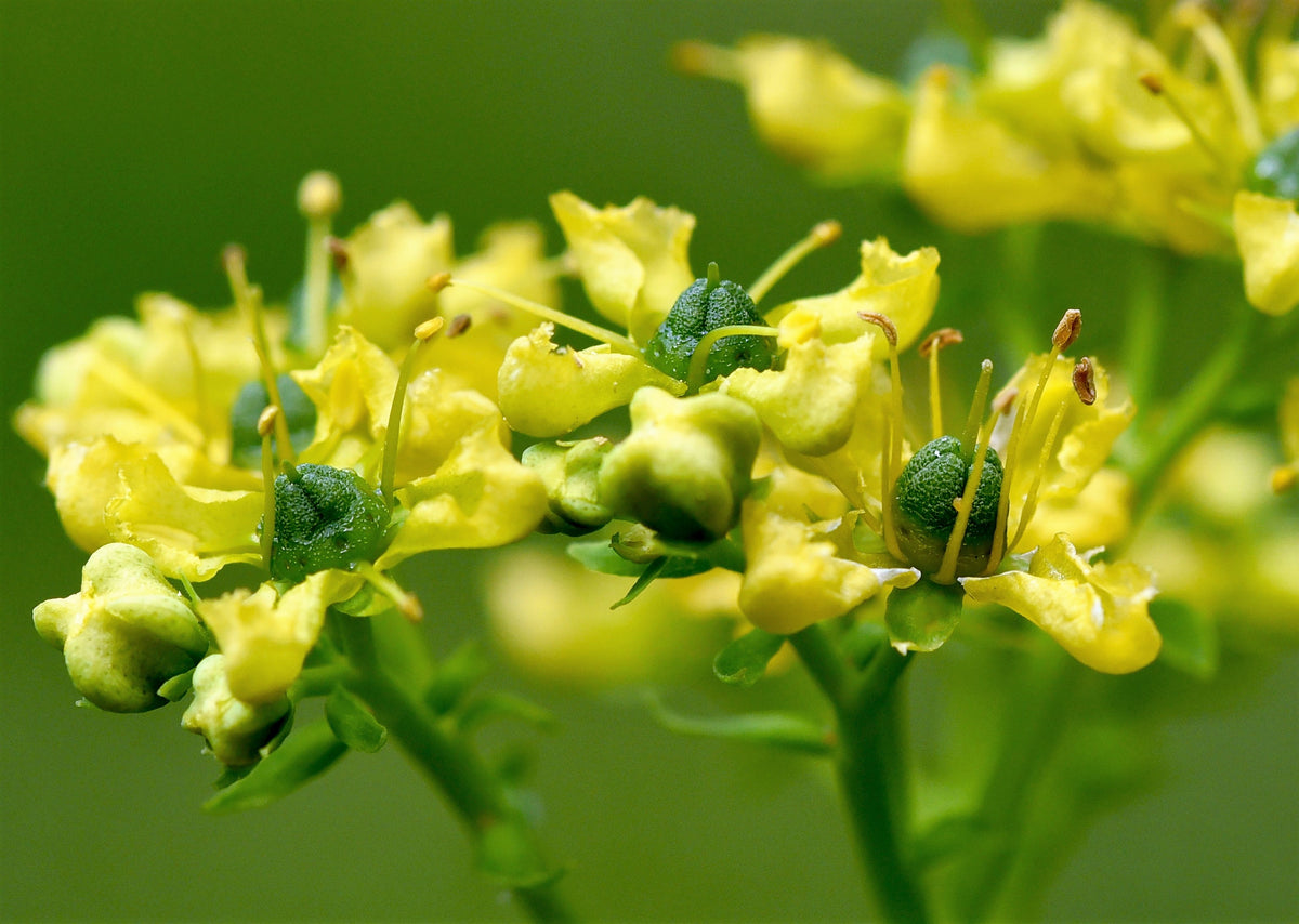 50 Yellow Rue (Ruta Graveolens) Seeds
