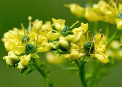 50 Yellow Rue (Ruta Graveolens) Seeds
