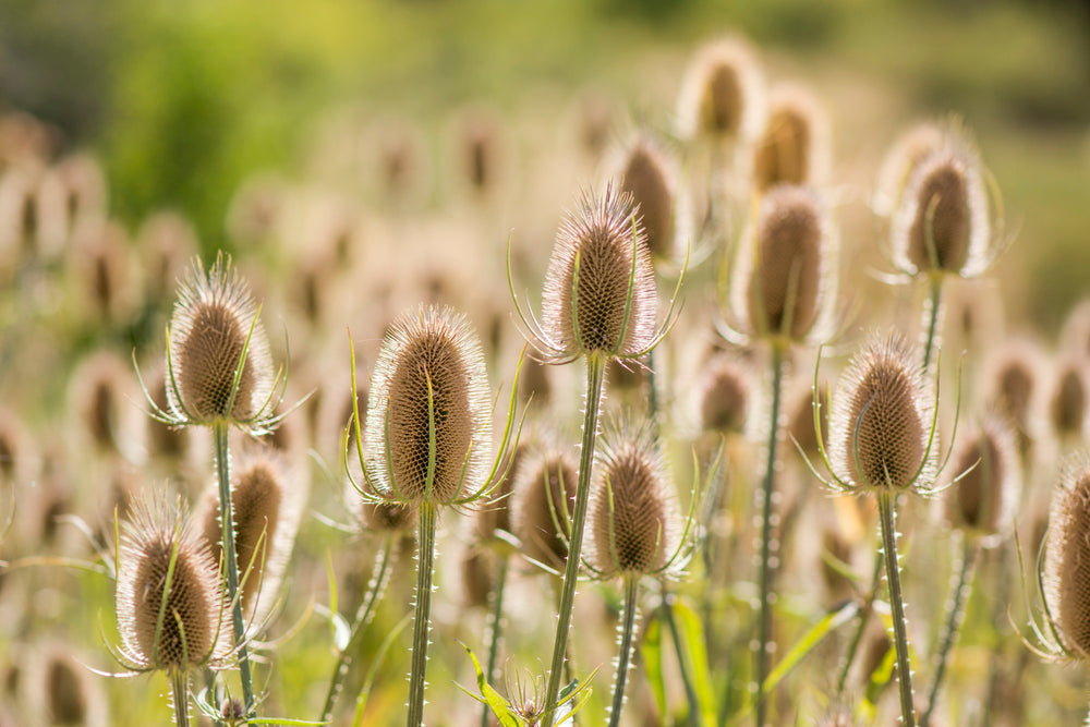 75 Fullers Teasel (Dipsacus Sativus) Seeds
