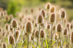 75 Fullers Teasel (Dipsacus Sativus) Seeds