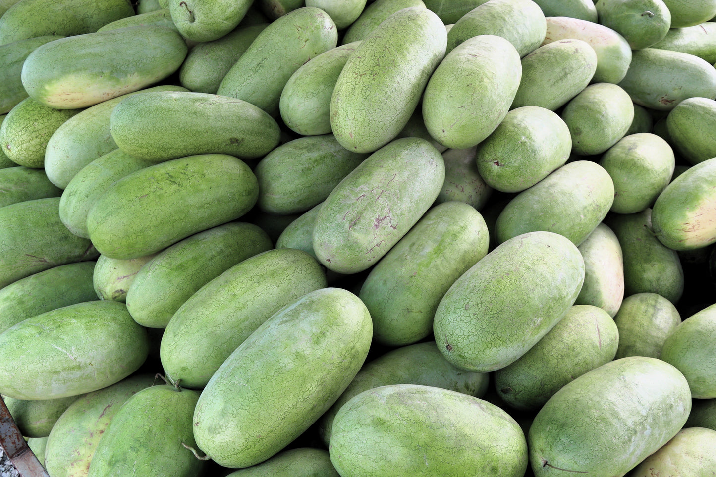 50 Charleston Gray Watermelon (Citrullus Lanatus) Seeds